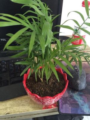5s系统最新版本（5s升级最新版本）-图3