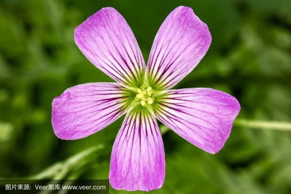 粉色5s(粉色5个花瓣小花是什么花)-图3 粉色5s(粉色5个花瓣小花是什么花)-图3